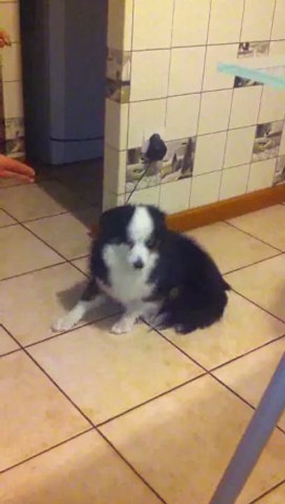 Bandit la suite