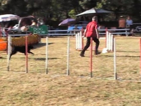 JUMPING CCABS 161011 SIDO