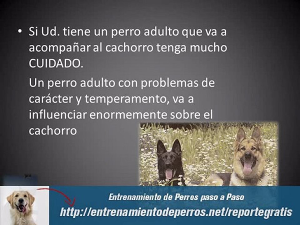 Entrenamiento de Perros Cachorros Pastor Alemán