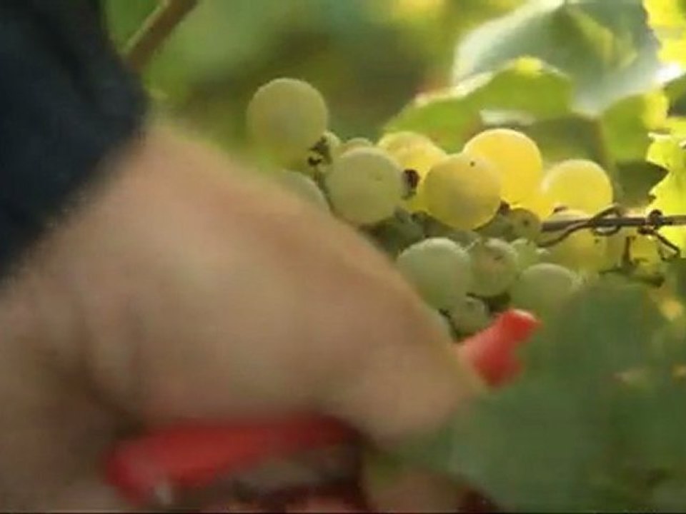 Champagne, les bulles du désir