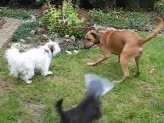 canaille et doggy