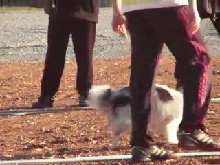 verylee cavage objat