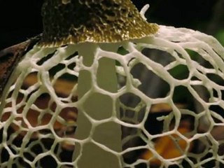 Planète Terre (Ep.N°11) -Les jungles