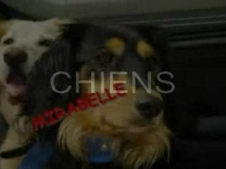 CHIEN3
