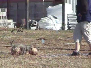 edelgrey silky terrier cavage objat