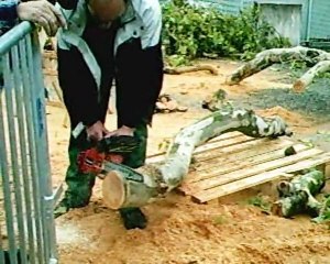 La mort d'un arbre à Sotteville les Rouen