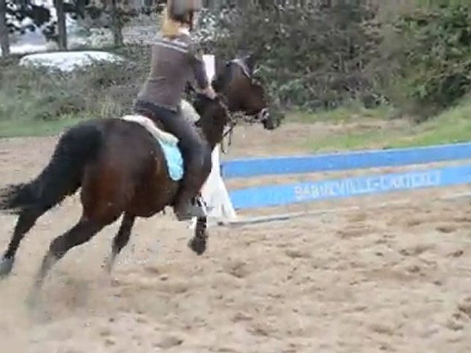 Queyras trotteur concour 60/70cm