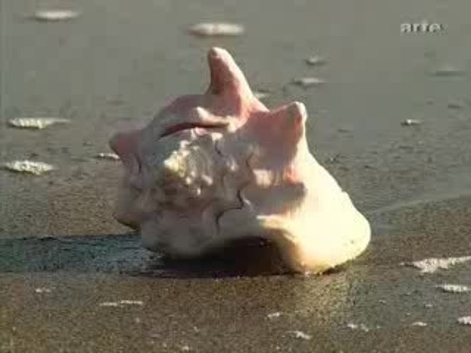 Martinique (reportage)