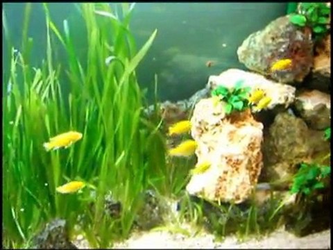 AQUATAZ - Labidochromis et Copadichromis