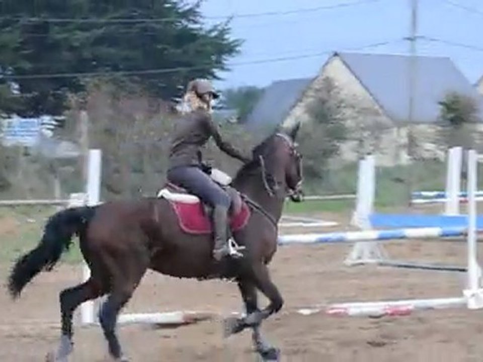 Queyas trotteur concour 80/90cm chute a la fin