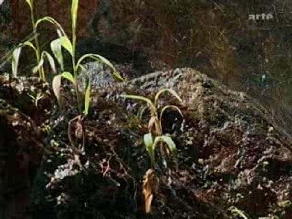 Martinique (reportage)