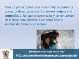 Guía de Entrenamiento Canino y Entrenamiento de Perros