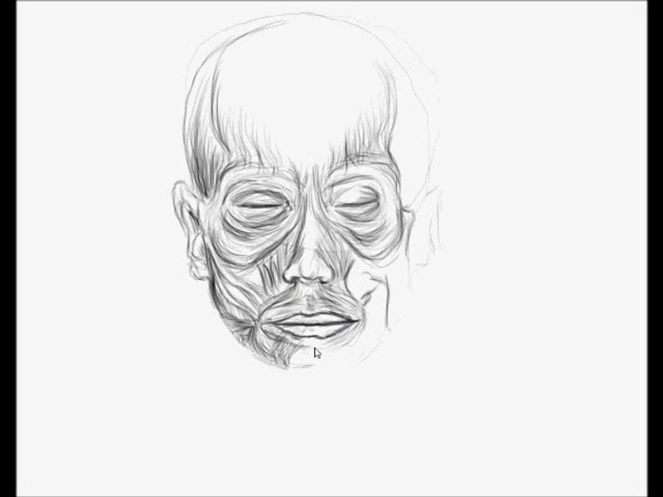 Croquis d'etude des muscles de la face par zad artiste peintre