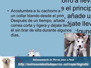 Como Entrenar a un Cachorro