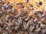Des ruches en plein Marseille!
