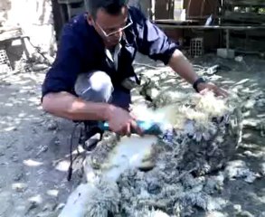 KUZULARIN TRAŞ ZAMANI