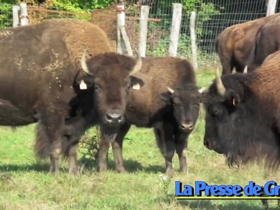 Des bisons dans la plaine... de Dampierre !