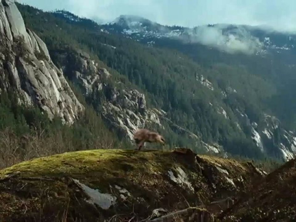 Trailer Breaking Dawn - Part 1