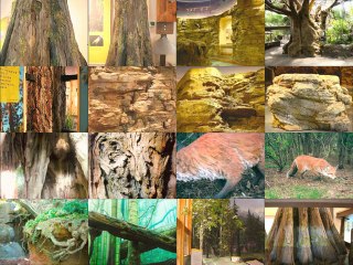 2011 divergent layers eco sculpt