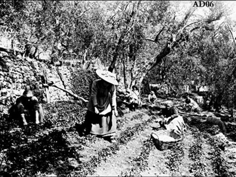 Témoignage partie 1 - Yvette Boselli-Osteng, productrice de violettes à Tourrettes-sur-Loup – Corpus ‘’MIP -Grasse’’