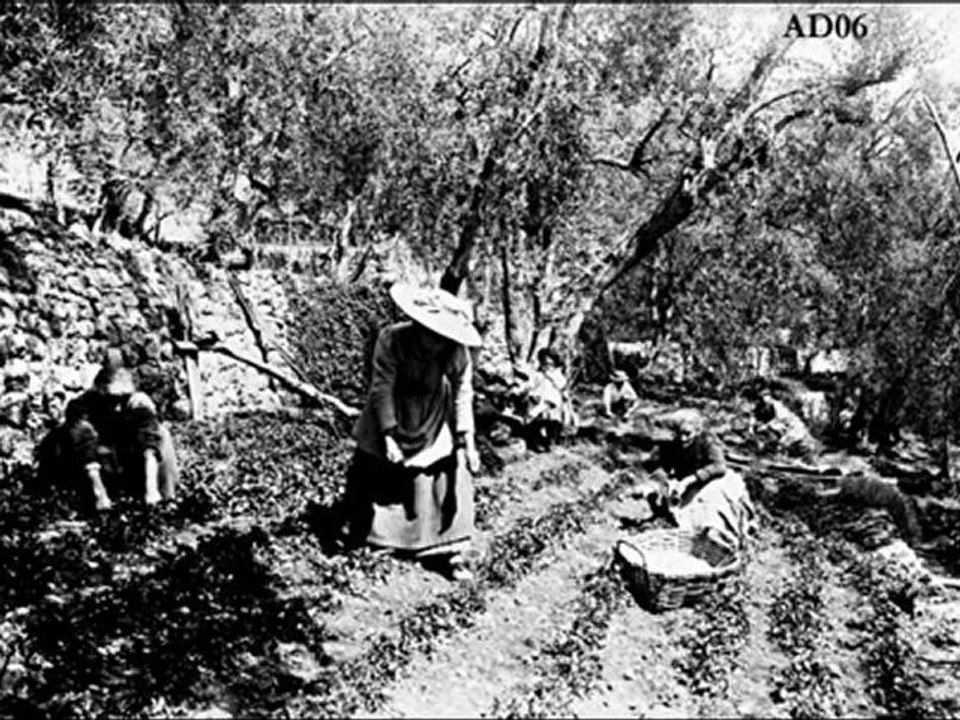 Témoignage partie 3 - Yvette Boselli-Osteng, productrice de violettes à Tourrettes-sur-Loup – Corpus ‘’MIP - Grasse’’
