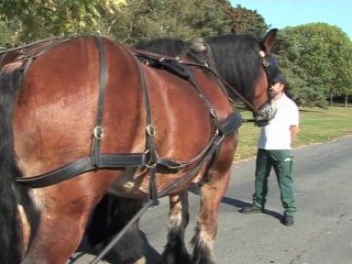 "Parité", un véhicule hippomobile pour le transport des personnes à mobilité réduite