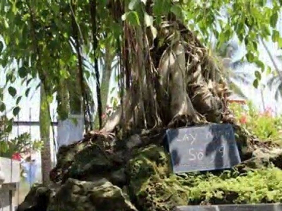 CAY SANH CANH - CAY XANH CANH Saigon Vietnam Ho Chi Minh City