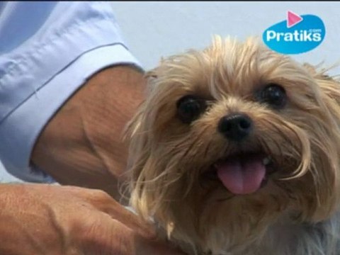 Conseils véto : Comment transporter un chien blessé ?