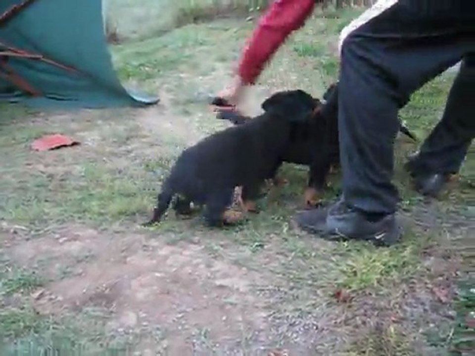 Chiots de ETO URAK des Chasseurs d'Ombre & AVRIL dit "ANKA" de Cherfagana (5 sem.1/2) 1