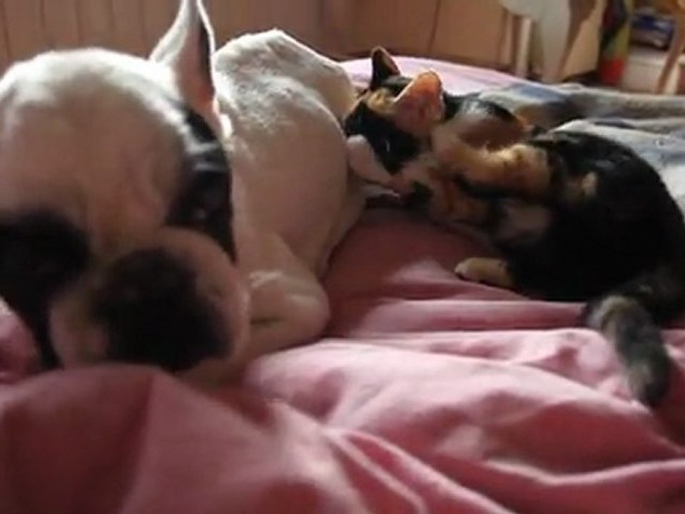 Olga tête la patte de Charlotte et la tyrannise en passant oct 2011