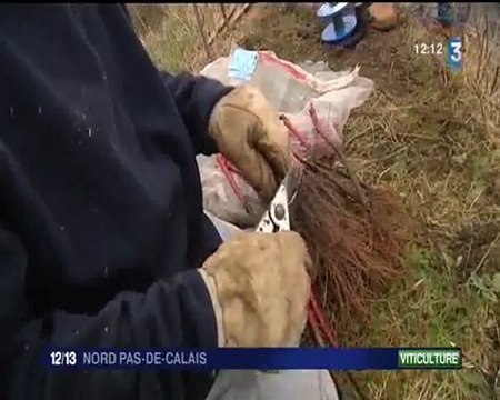 reportage d'Hélène Tonneillier « Une cuvée d’Haillicourt, des vignes sur un terril du Pas-de-Calais »