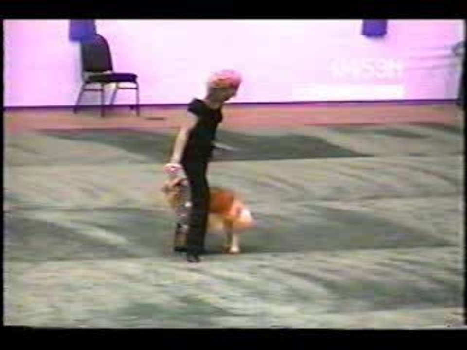 coolest dog in the world