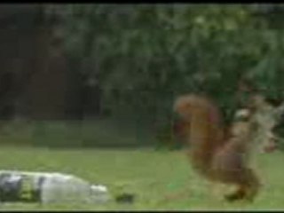 squirrel-playing-football_renma.3gp