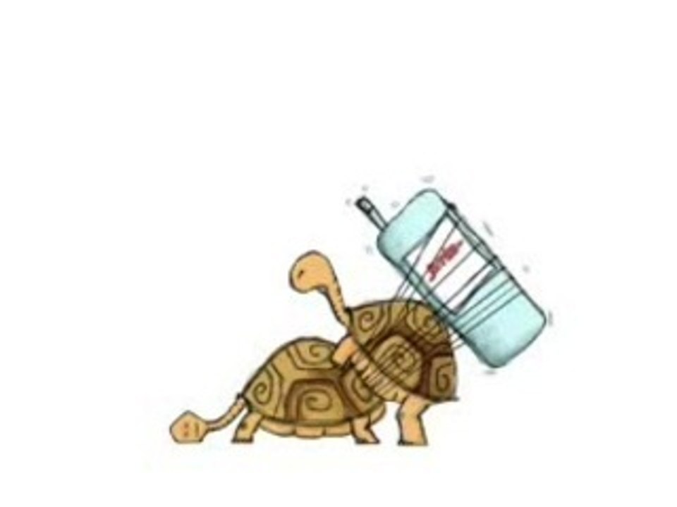 tortues