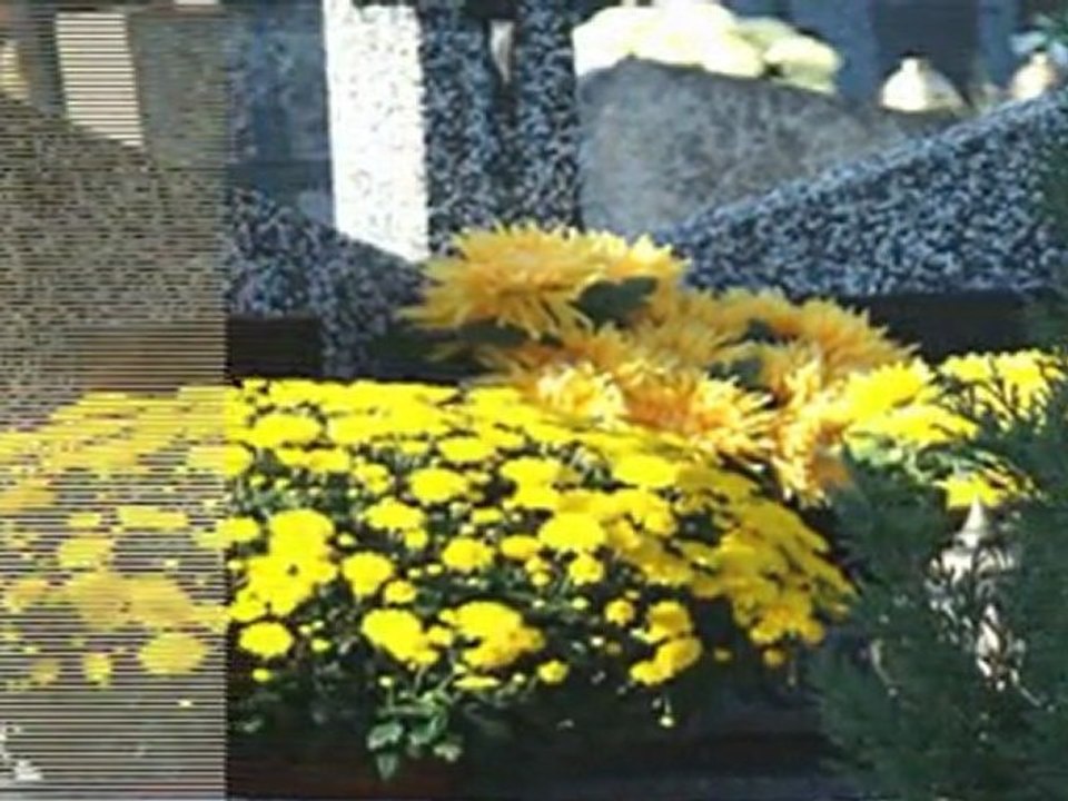 Moje  Chryzantemy film