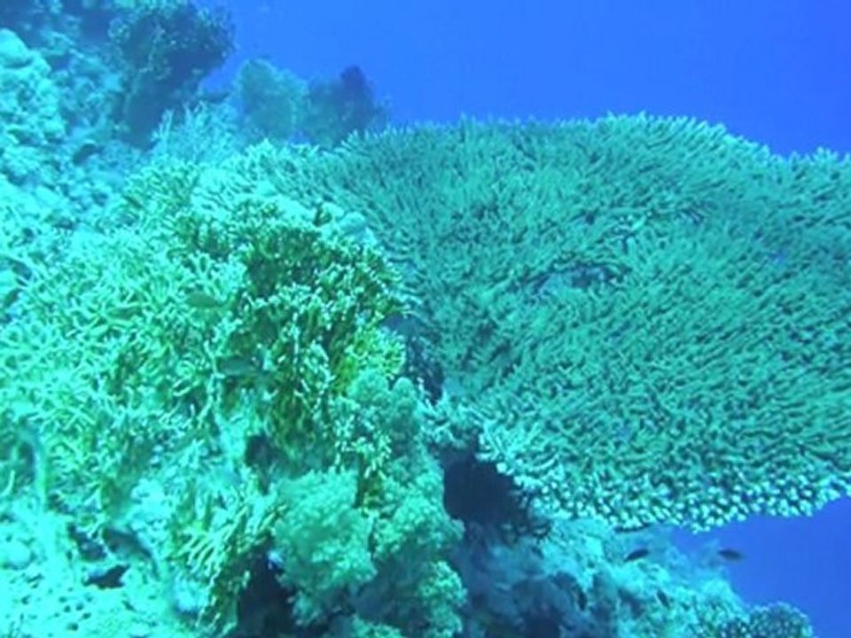 voyage plongée en Mer Rouge à Makadi Bay octobre 2005