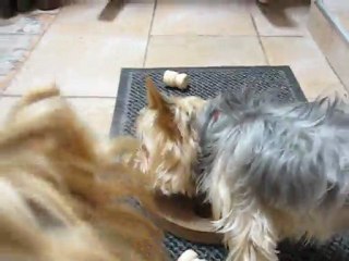 JEUX EDUCATIFS CANIN 2