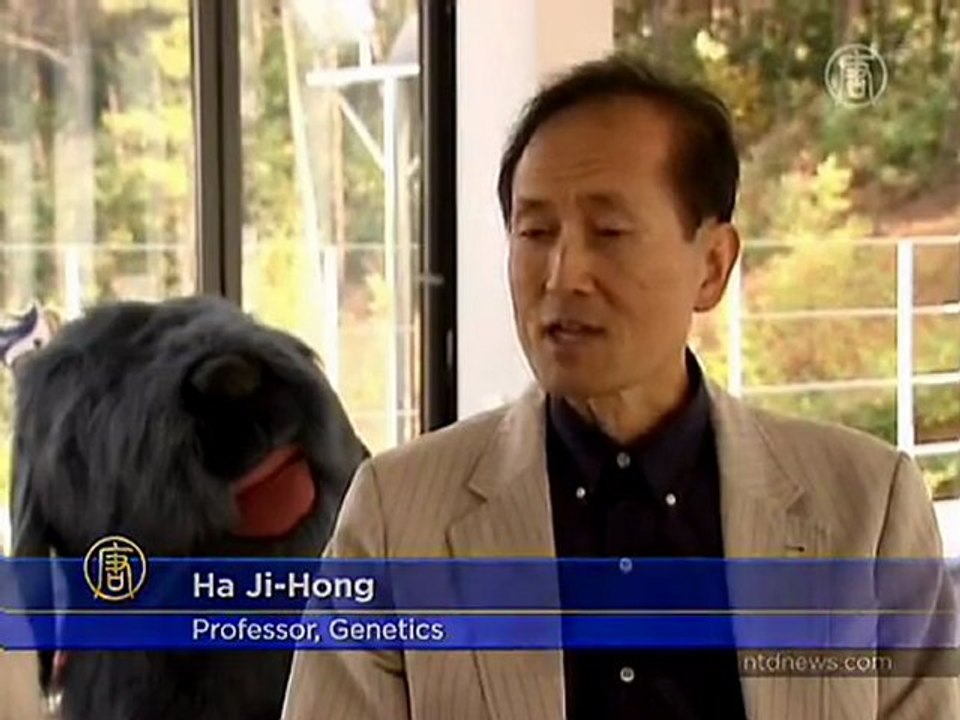 Sapsaree Dog Breed Saved by South Korean Scientist