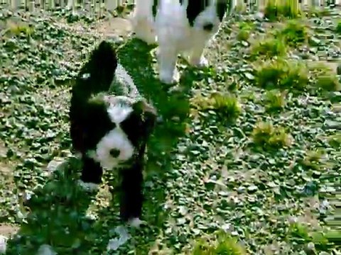 Première sortie des bébés de Dream (5 semaines)