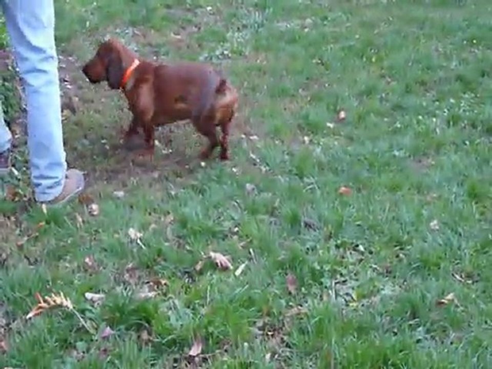 Gabin Basset des Alpes  chiot 6 mois