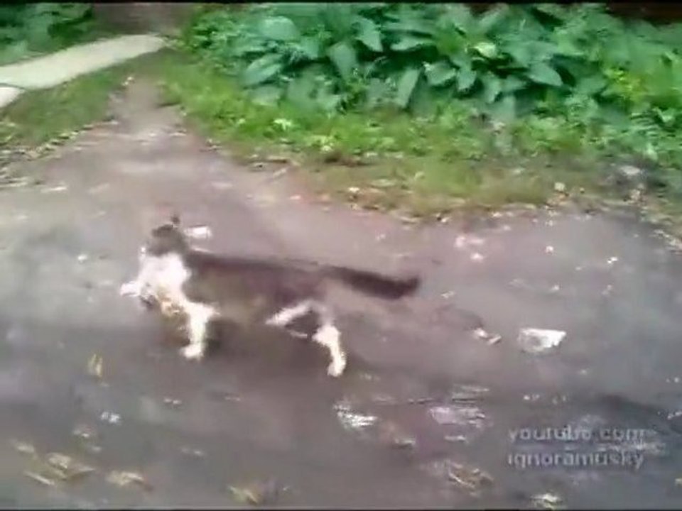 En Russie, les chats font les courses