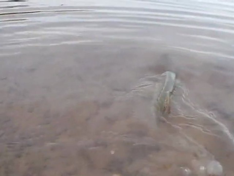 un brochet de plus remis à l'eau
