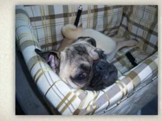 Tagalong Dog On Seat Booster