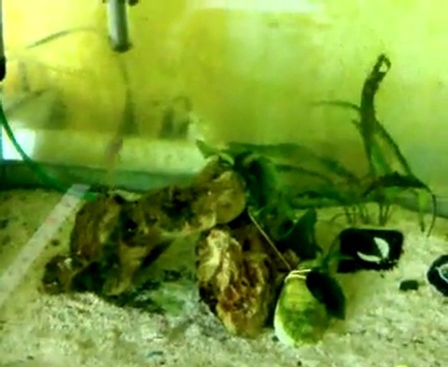 süper ilangi kolonım...