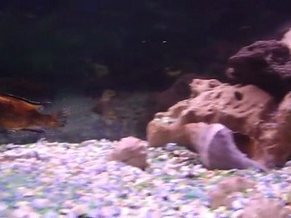 Mon aquarium avec des taches noire étrange sur mon Labidochromis Caerelus