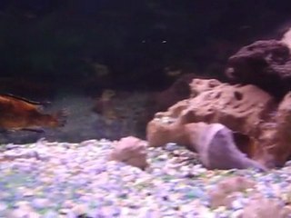 Mon aquarium avec des taches noire étrange sur mon Labidochromis Caerelus