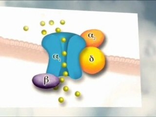 Our laboratory is broadly interested in the biology of calcium signaling