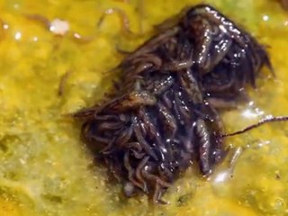 Vivre en enfer de Mona LIsa