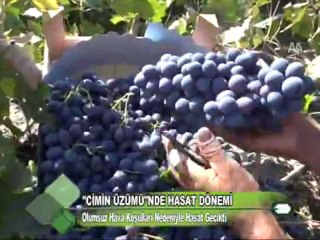 ''Cimin Üzümü''nde Hasat Dönemi