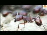 Inteligencia colectiva: Hormigas